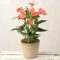 Anthurium  – rózsaszín flamingóvirág