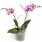 Phalaenopsis rózsaszín orchidea – ajándék díszcsomagolásban