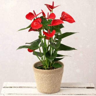 Anthurium  – piros flamingóvirág