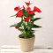 Anthurium  – piros flamingóvirág