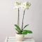 Phalaenopsis fehér orchidea – ajándék díszcsomagolásban
